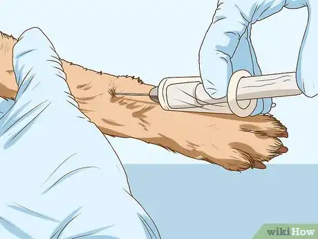 Image titled Manage Cognitive Dysfunction in Senior Dogs Step 3