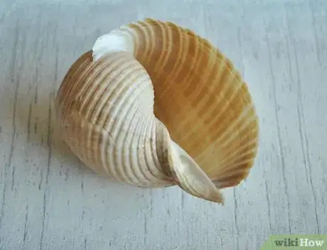 Image titled Make a Seashell Planter Step 7