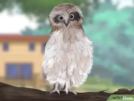 Image titled Identity a Southern Boobook Owl Step 5