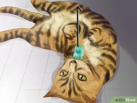 Image titled Care for Toygers Step 14