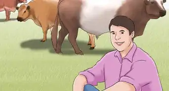 Identify Belted Galloway Cattle