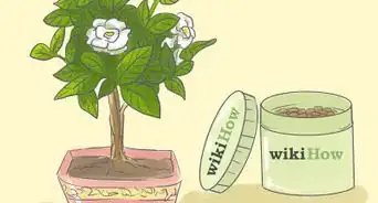 Raise Gardenias in Pots