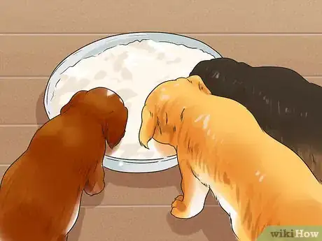 Image titled Breed Scottish Cocker Spaniels Step 18