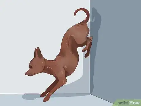Image titled Get a Dog to Do a Handstand Step 5