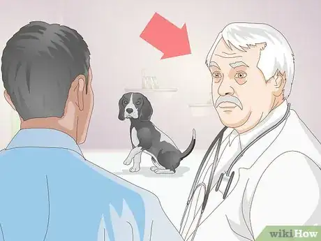 Image titled Rehabilitate Orthopedic Injuries in Dogs Step 1