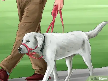 Image titled Know if a Head Halter Is Right for Your Dog Step 10
