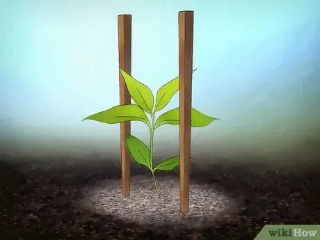 Image titled Grow Flowering Dogwood Step 13