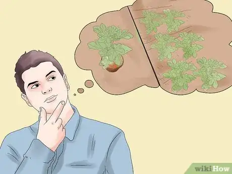 Image titled Grow Figs Step 3