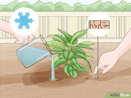 Image titled Grow Mandevillas Step 7