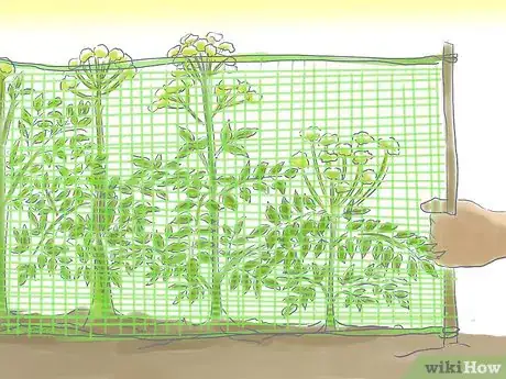 Image titled Grow Angelica Step 3