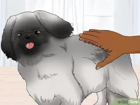 Image titled Identify a Pekingese Step 6
