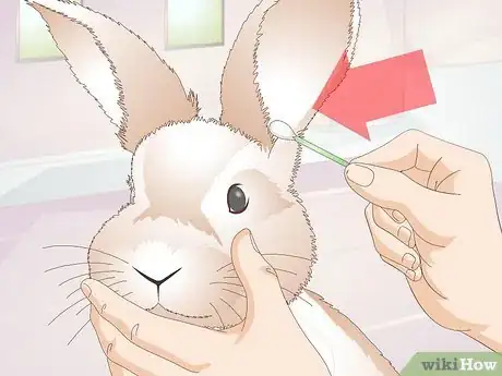 Image titled Care for Disabled Rabbits Step 15