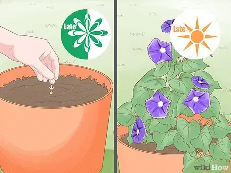 Image titled Make Morning Glories Bloom Step 7