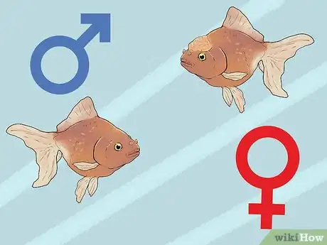 Image titled Breed Fish Step 1