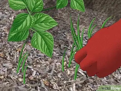 Image titled Grow Green Beans Step 13