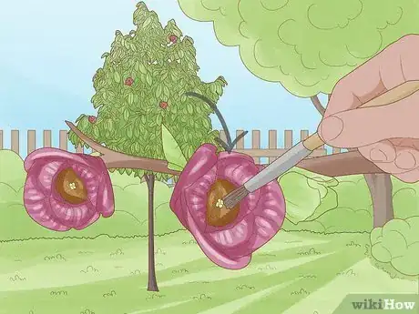 Image titled Grow Pawpaws Step 19