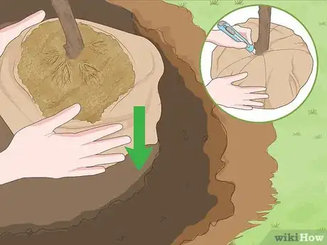 Image titled Plant a Shrub Step 7
