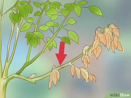 Image titled Prune a Fruit Tree Step 11