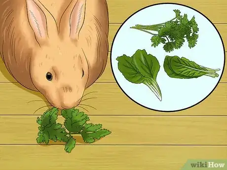 Image titled Care for Satin Angora Rabbits Step 7