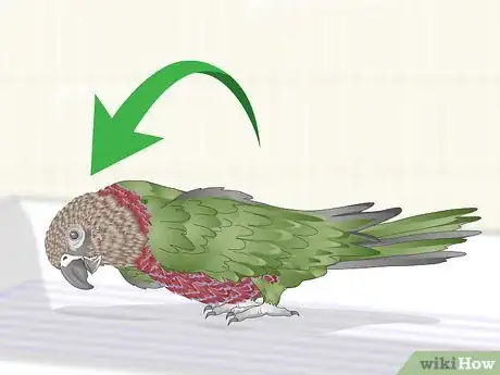 Image titled Handle an Aggressive Hawk Headed Parrot Step 3