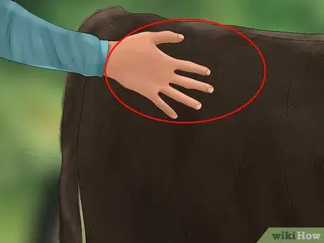 Image titled Judge Heifers Step 6