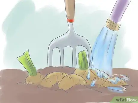 Image titled Divide Dwarf Iris Step 4