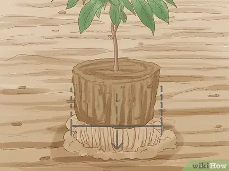 Image titled Grow Pawpaws Step 14