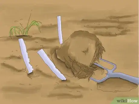 Image titled Cure Daffodil Bulbs for Replanting Step 3