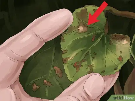 Image titled Buy Organic Fungicides Step 01