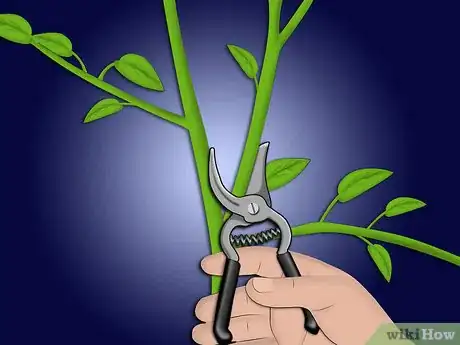 Image titled Plant a Sweet Shrub Step 9Bullet1