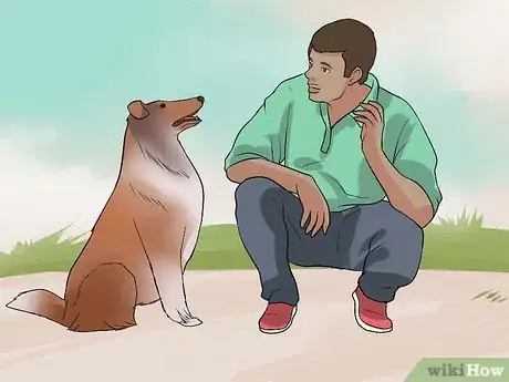 Image titled Care for Collies Step 15