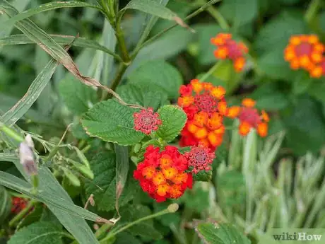 Image titled Make Floral Craft Arrangements Step 12