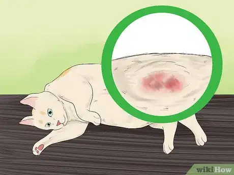 Image titled Take Care of a Japanese Bobtail Step 13