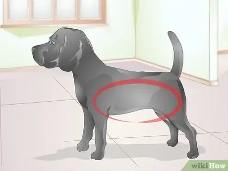 Image titled Brush Your Dog Without Tickling It Step 2