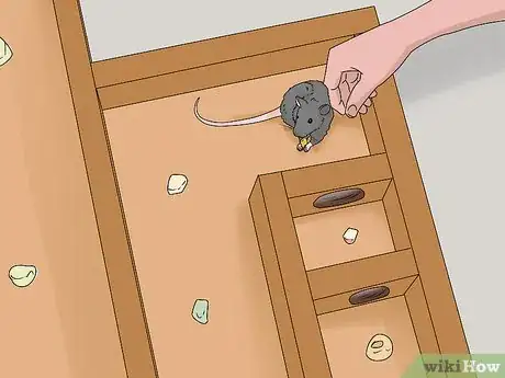 Image titled Train a Rat to Run a Maze or Obstacle Course Step 3