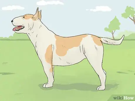 Image titled Identify a Bull Terrier Step 1
