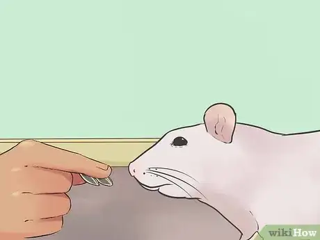 Image titled Train Your Rat to Do Tricks Step 4