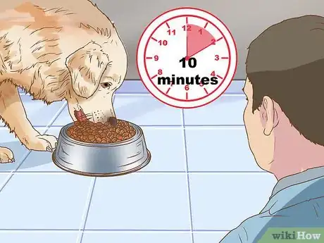 Image titled Keep Birds Away from Dog Food Step 2