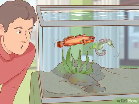 Image titled Choose Good Tankmates for Seahorses Step 14