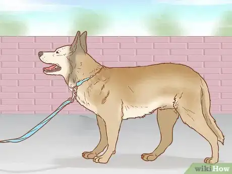 Image titled Treat a Dog for Snakebite in Australia Step 6