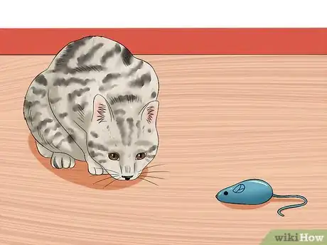 Image titled Care for Egyptian Maus Step 17