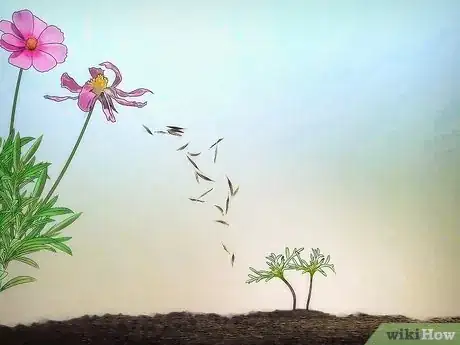 Image titled Grow Cosmos Flowers Step 12