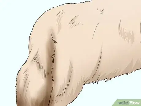 Image titled Identify a Pekingese Step 4