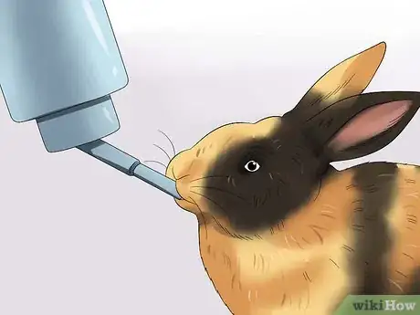 Image titled Care for Harlequin Rabbits Step 9