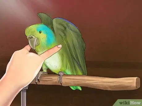 Image titled Care for a Pacific Parrotlet Step 23