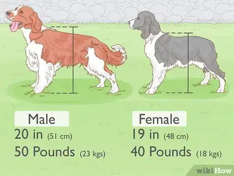 Image titled Identify an English Springer Spaniel Step 1