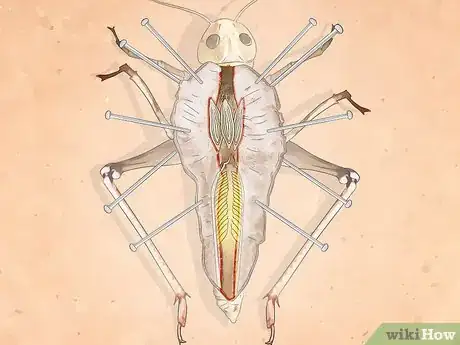 Image titled Dissect a Locust Step 12