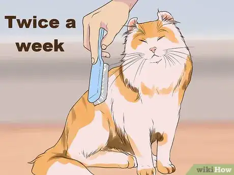 Image titled Care for an American Curl Cat Step 5