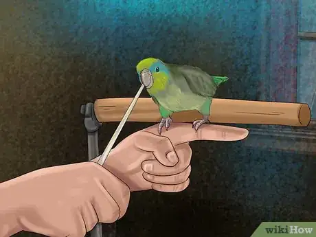 Image titled Care for a Pacific Parrotlet Step 20
