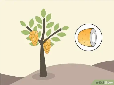 Image titled Grow Lanzones Step 1